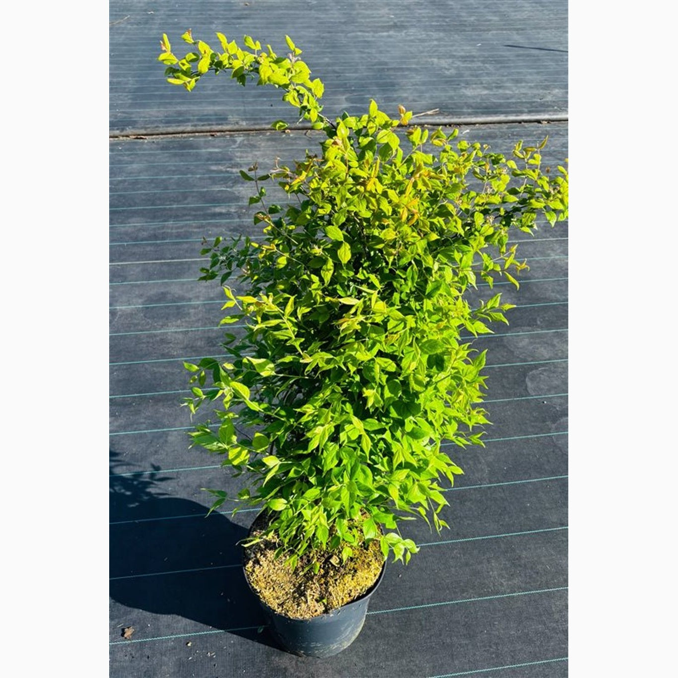 Paradisbuske – Kolkwitzia amabilis - C10 80-100 CM Stick